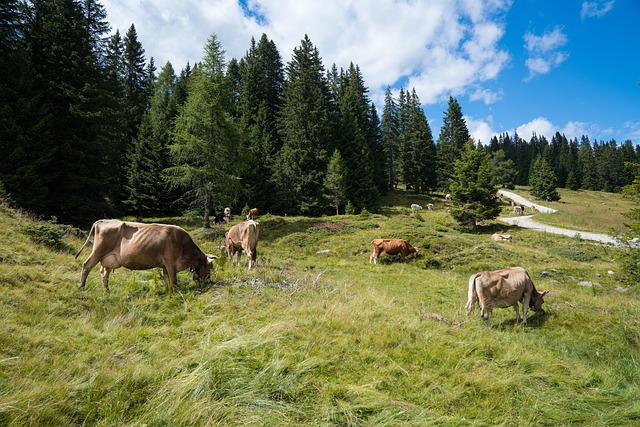 grass, nature, pasture, outdoors, summer, wood, landscape, cow, cattle, livestock, animal, farm, field, meadow, horizontal, wide, no people, rural scenes, plain, season, wide shot, wide angle, non-urban scenes, animal themes, day, wide shot, wide shot, wide shot, wide shot, wide shot
