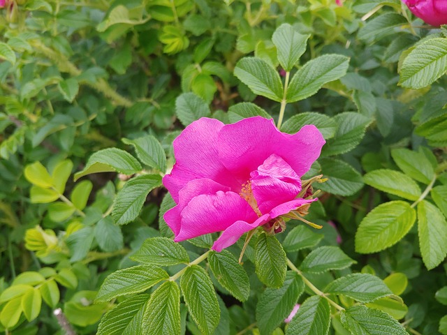 that phone, beach, abstract, pink, nature